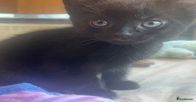 Mixed Breed cats - Advert 16
