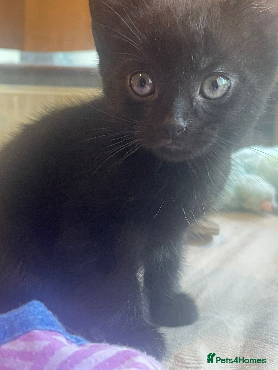 Mixed Breed cats for sale: 5 playful short haired black kittens - Image 3