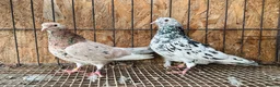 Pigeons birds for sale: BEAUTIFUL ALMOMD ROLLERS FOR SALE - Advert 6