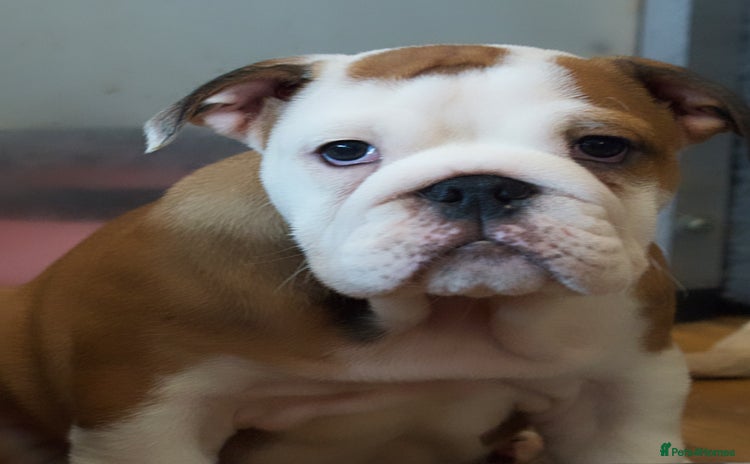 English Bulldog dogs - Advert 2
