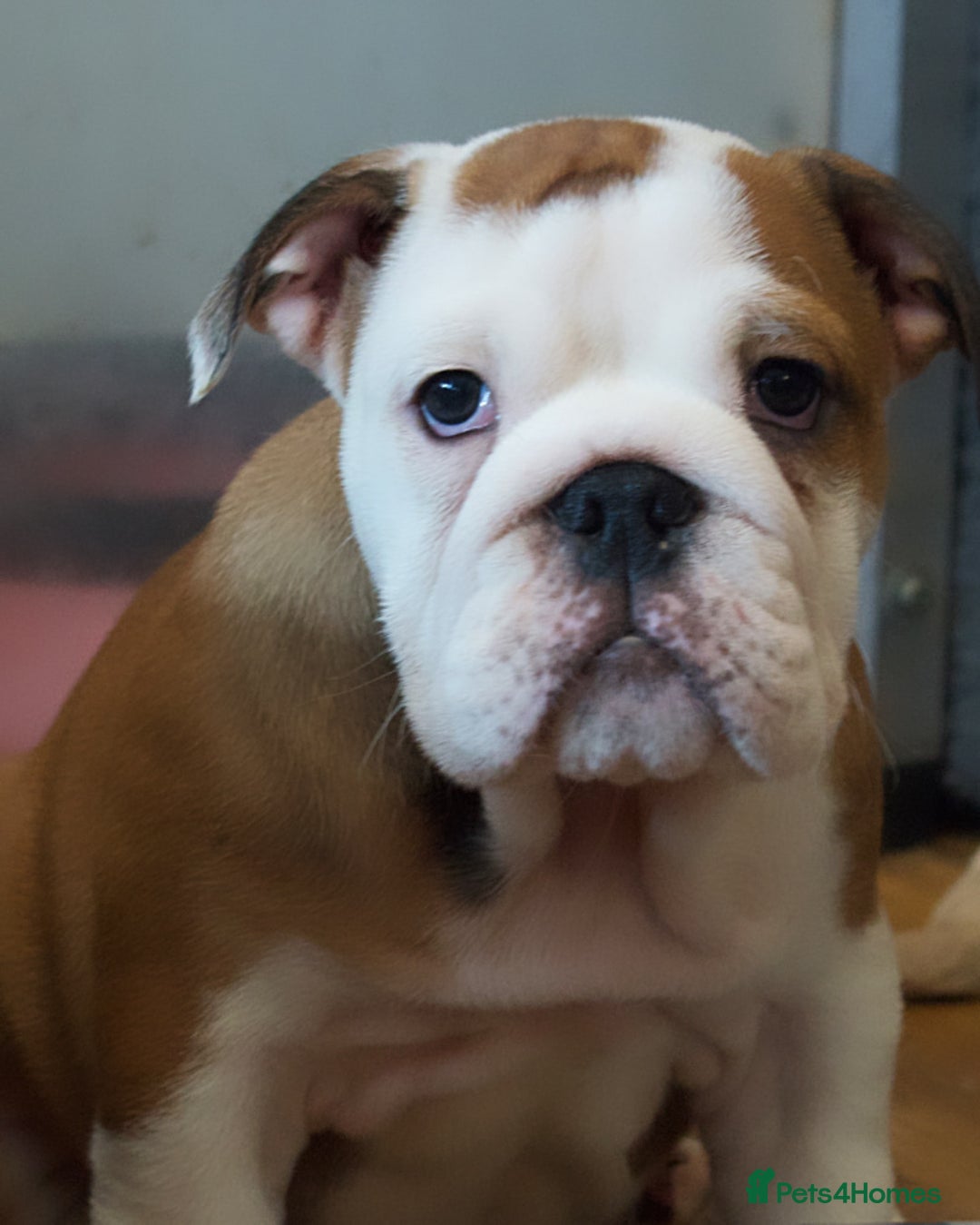 English Bulldog dogs for sale: Kc reg  1 White & Red boy only fully vaccinated  - Image 7
