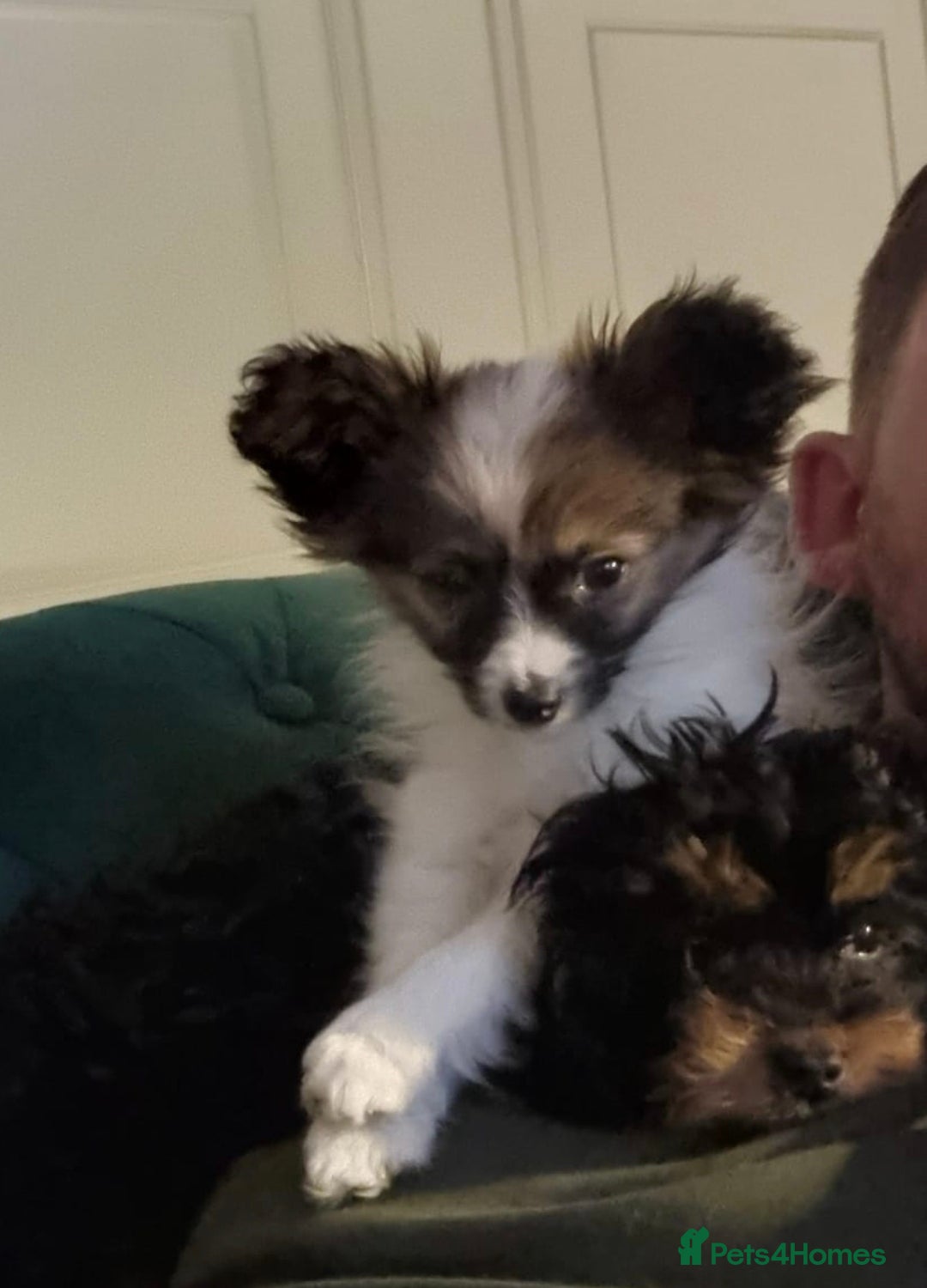 Papillon dogs 7 month old Female  - Advert 16