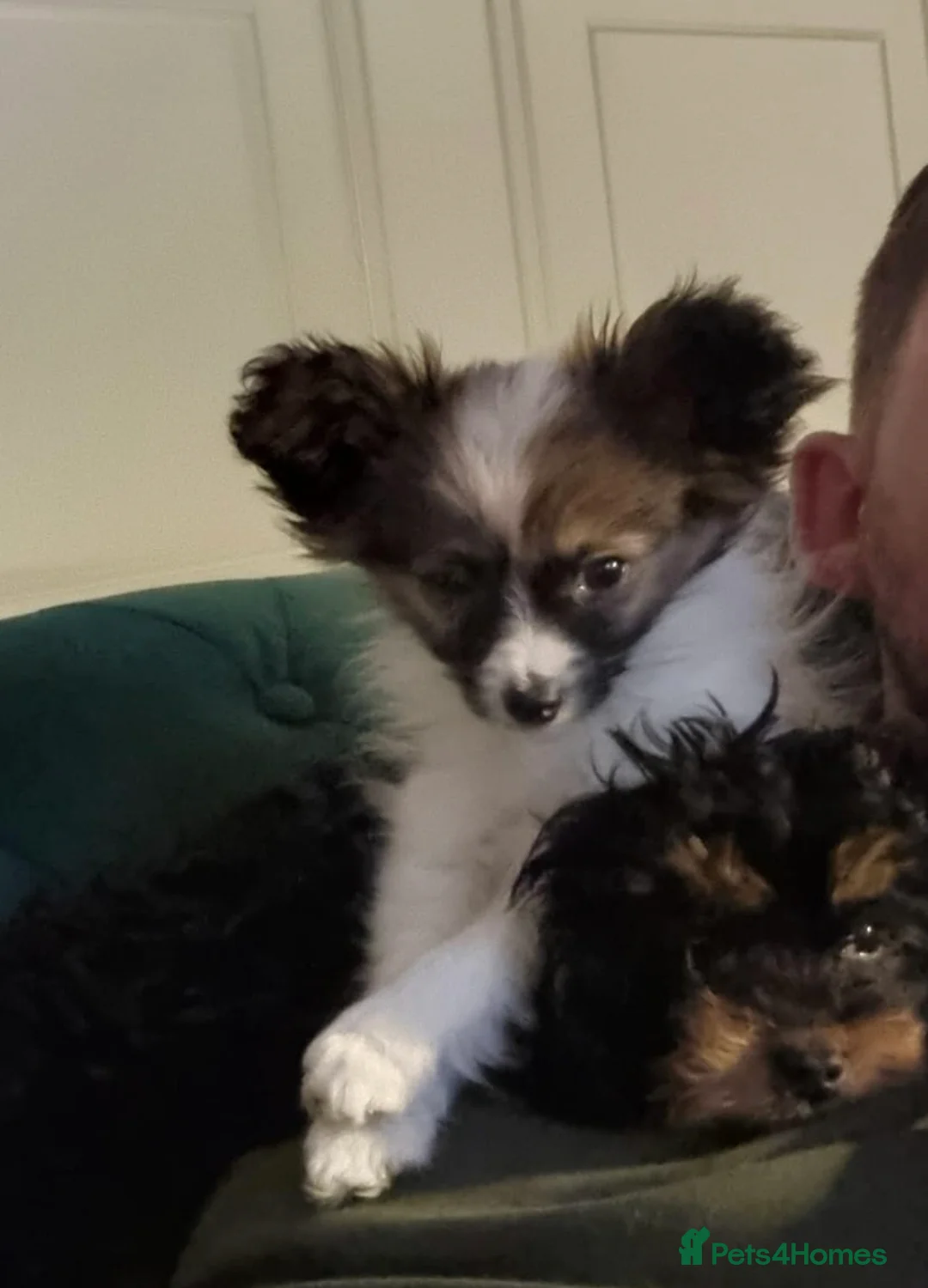 Papillon dogs for sale: 7 month old Female  - Advert 1