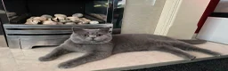 Brazilian Shorthair cats for sale: Beautiful bsh kittens blue and lilac - Advert 8
