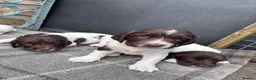 English Springer Spaniel dogs for sale: Liver and White English Springer Spaniel Puppies in Perth - Advert 14
