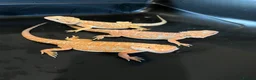 Bearded Dragon reptiles for sale: Red hypo baby bearded dragons  - Advert 5