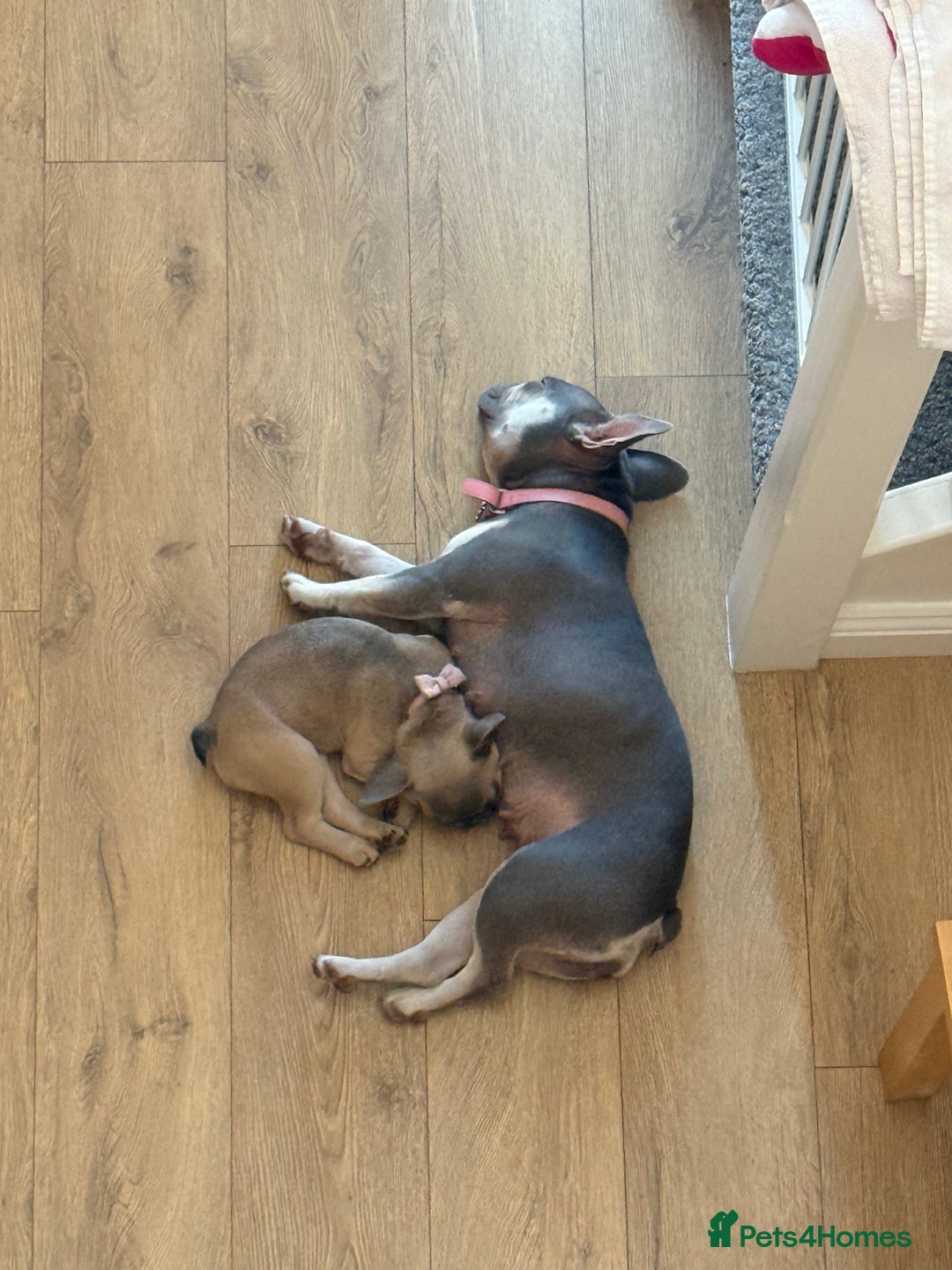 French Bulldog dogs for sale: One adorable female 🩷 French Bulldog Puppy  - Image 18