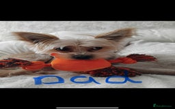 Morkie dogs for sale: Teacup Maltese/morkie babies  - Image 15