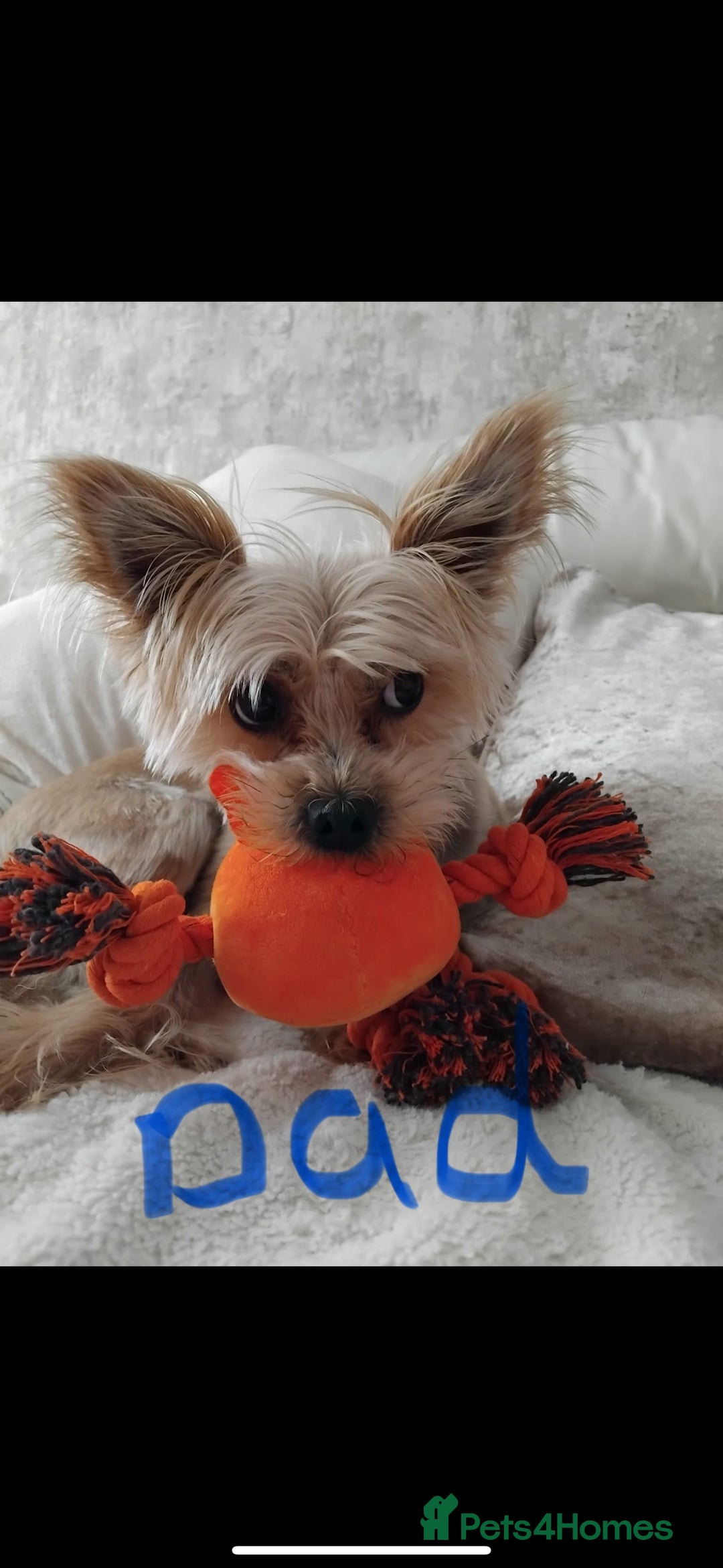 Morkie dogs for sale: Teacup Maltese/morkie babies  - Image 15