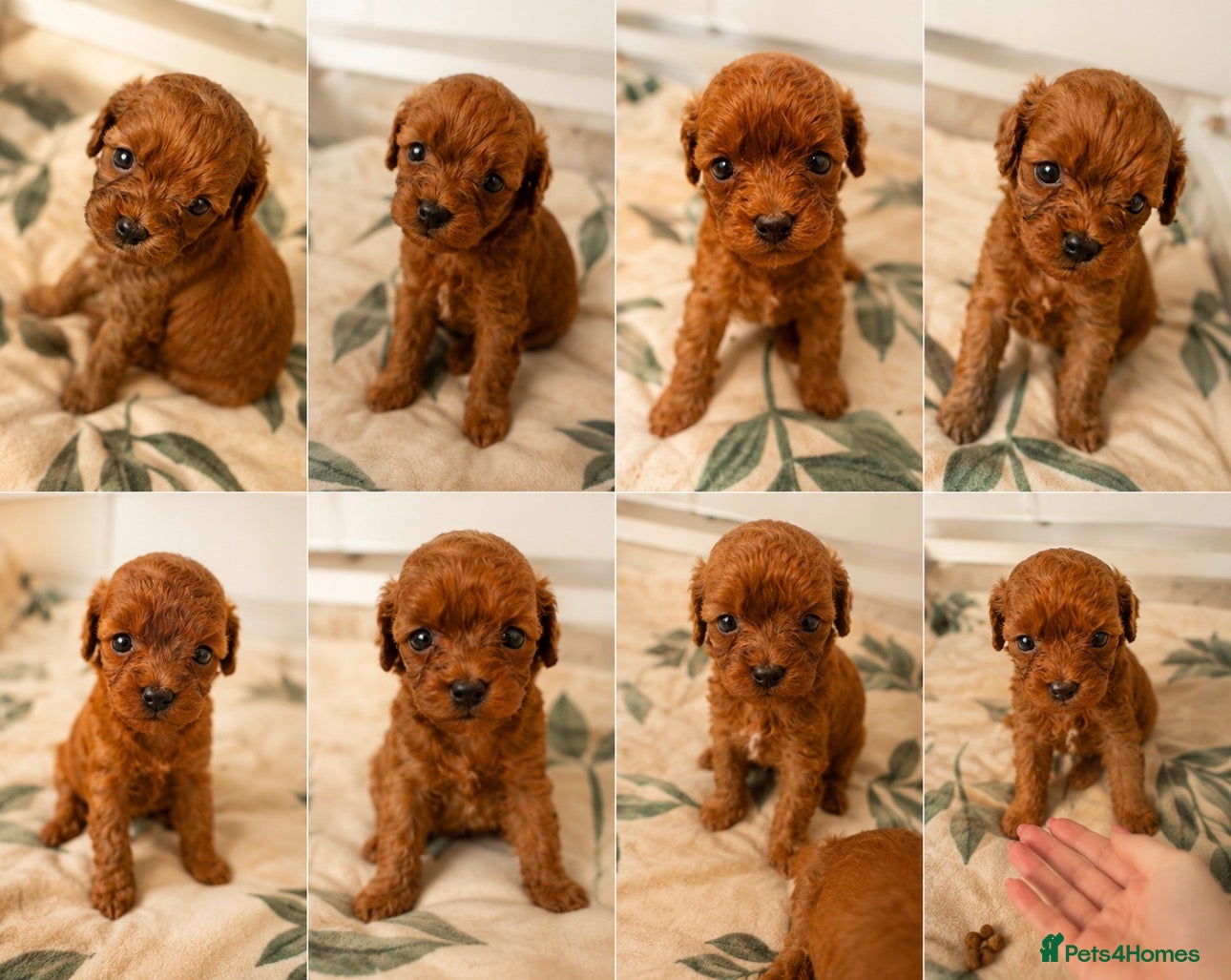 Cavapoo dogs Gorgeous Toy Cavapoo Puppies Available ❤️ - Advert 2