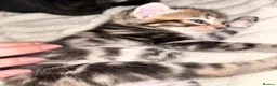 Mixed Breed cats for sale: Bengal mix kittens  - Advert 12