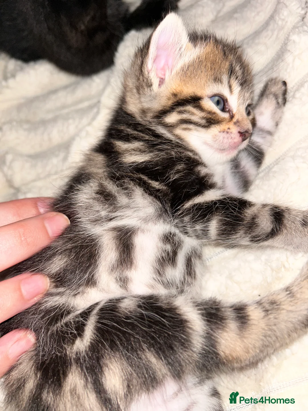 Mixed Breed cats for sale: Bengal mix kittens  - Advert 12