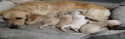 Golden Retriever dogs for sale: PEDIGREE GOLDEN RETRIEVERS  - Advert 6