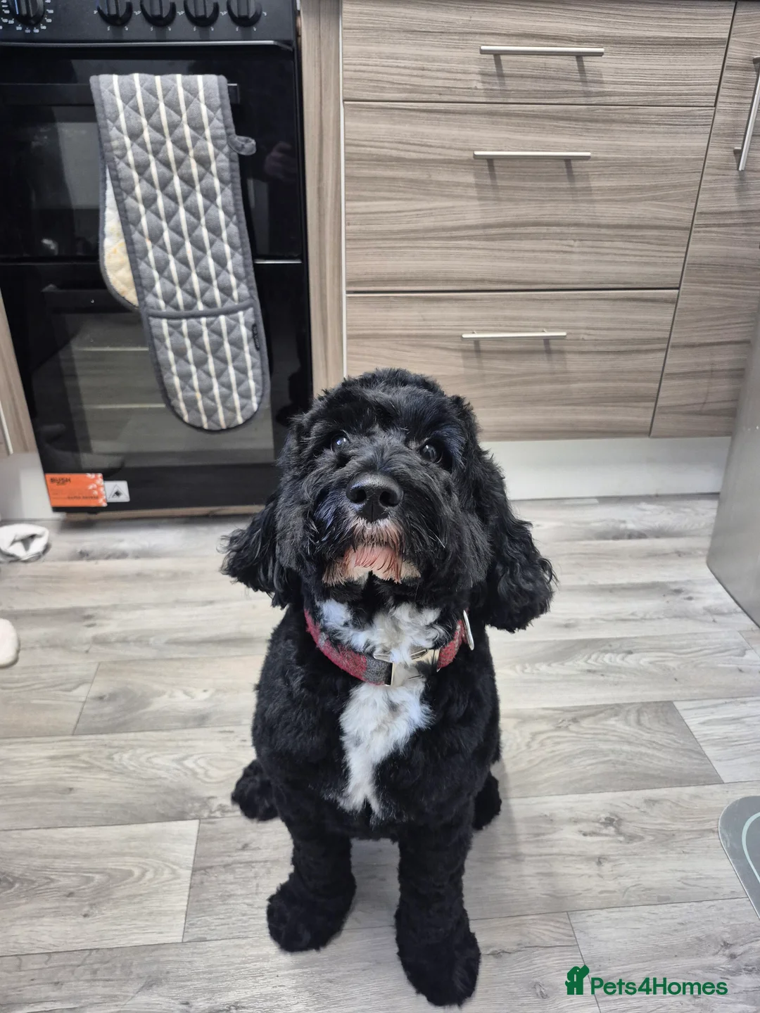 Cockapoo dogs for stud: Cockapoo for stud in Menstrie - Advert 1