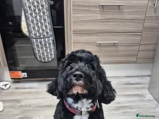 Cockapoo dogs Cockapoo for stud in Menstrie - Advert 3