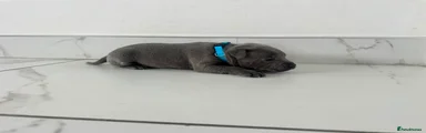 Staffordshire Bull Terrier 1