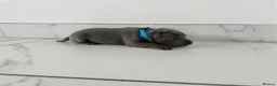 Staffordshire Bull Terrier dogs for sale: Staff puppies  - Advert 18
