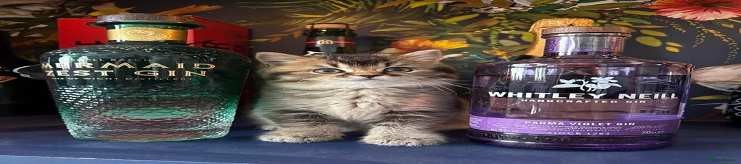 British Shorthair Kitten 3