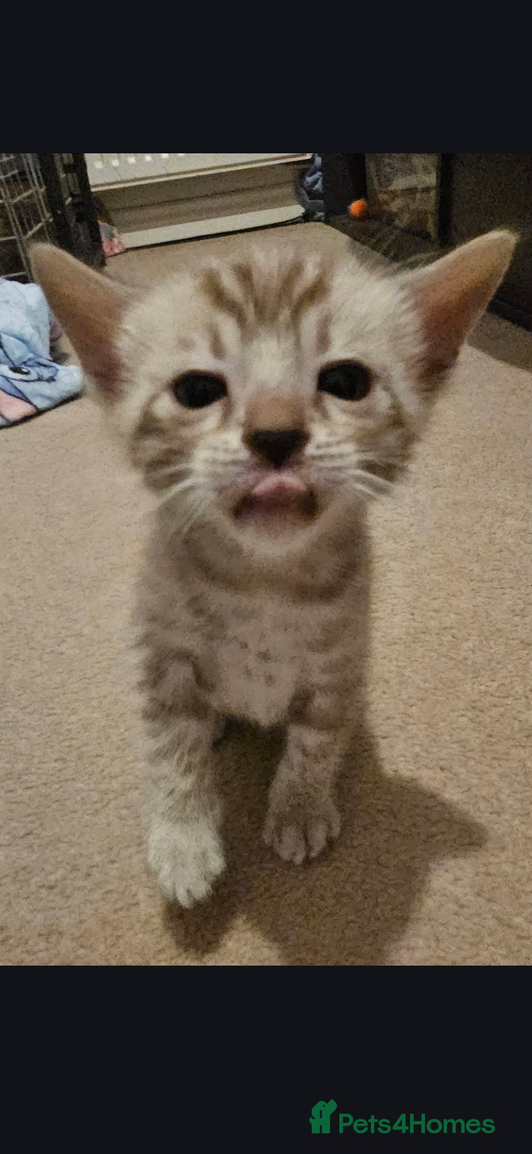 Bengal cats for sale: Bengal kittens - Advert 5