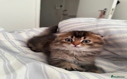 British Shorthair cats for sale: British short hair and Scottish fold  - Image 10