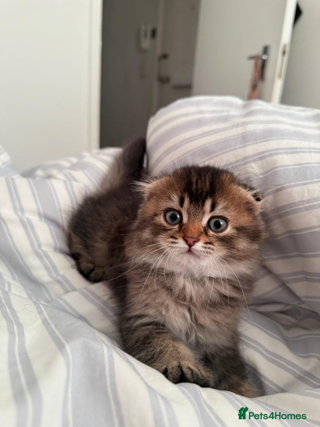 British Shorthair cats for sale: British short hair and Scottish fold  - Image 10