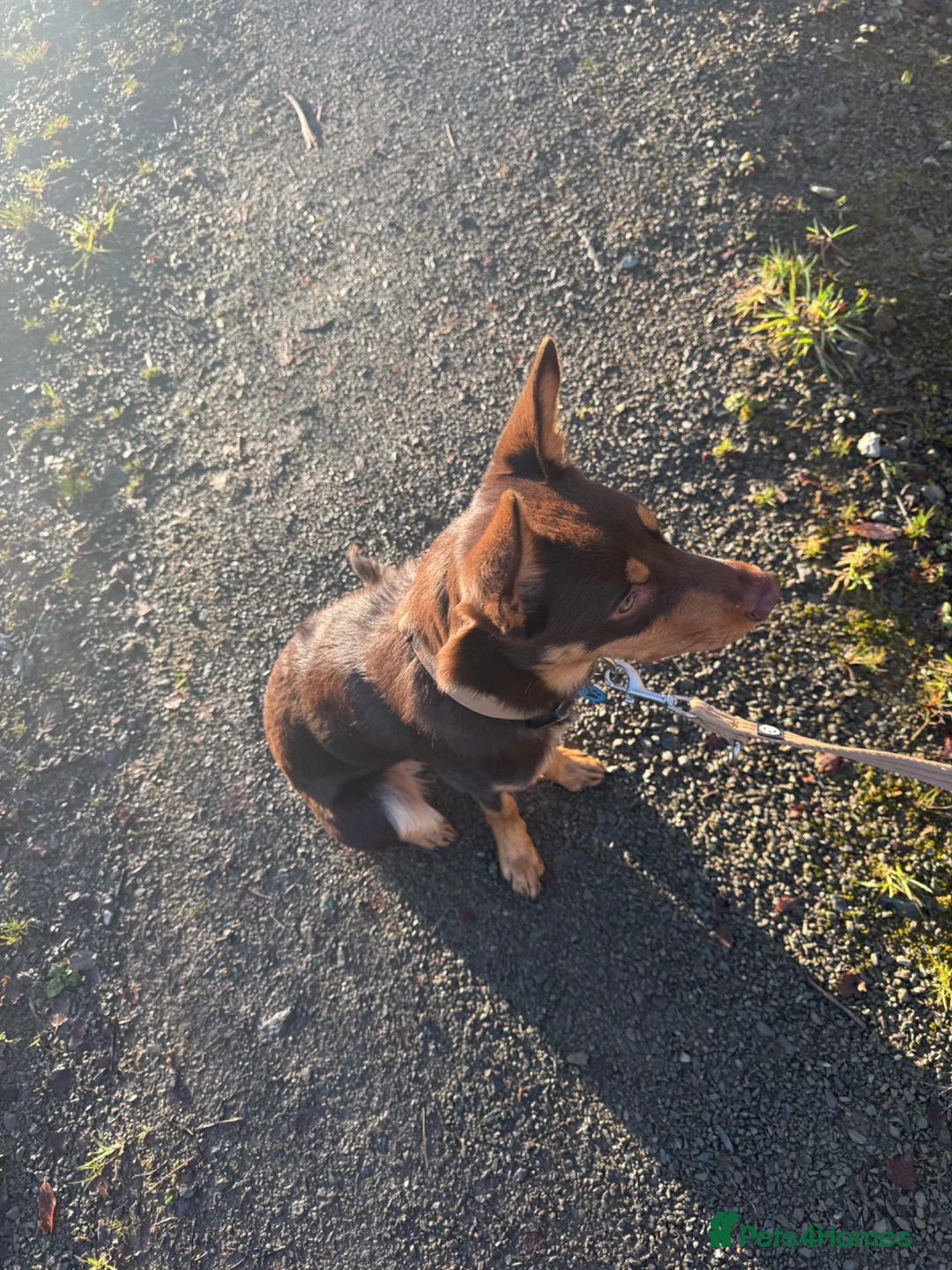 Mixed Breed dogs for sale: Male Australian x Huntaway - Advert 2