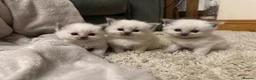 Ragdoll cats for sale: Beautiful Ragdoll kittens  - Advert 19