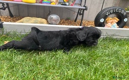 Cockerdor dogs for sale: 3 beautiful cockerador baby’s  - Image 18