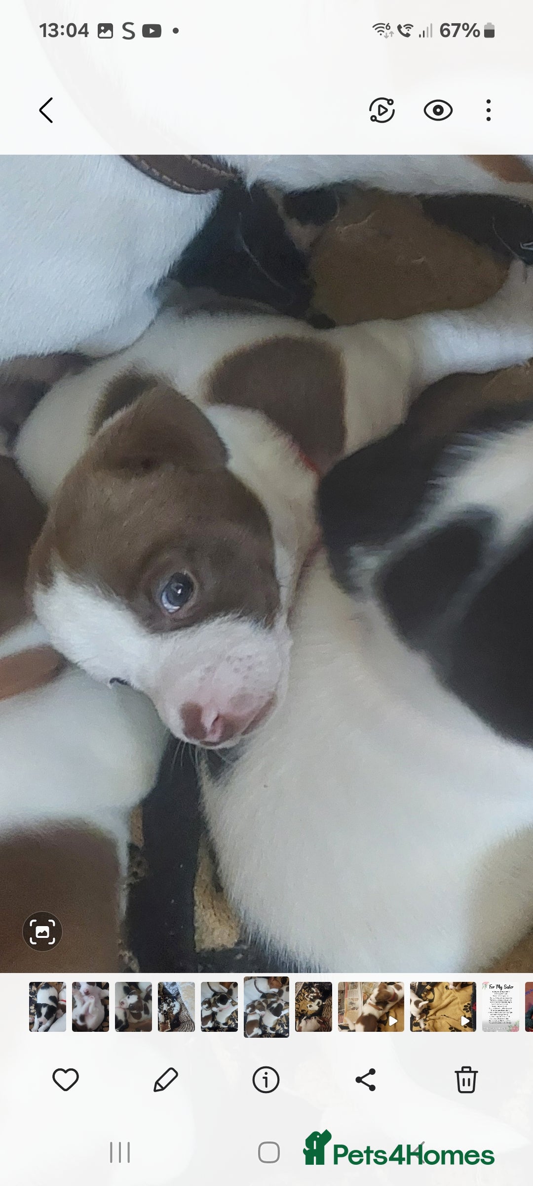 Jack Russell dogs for sale: Truly Superb  Russels - Advert 20