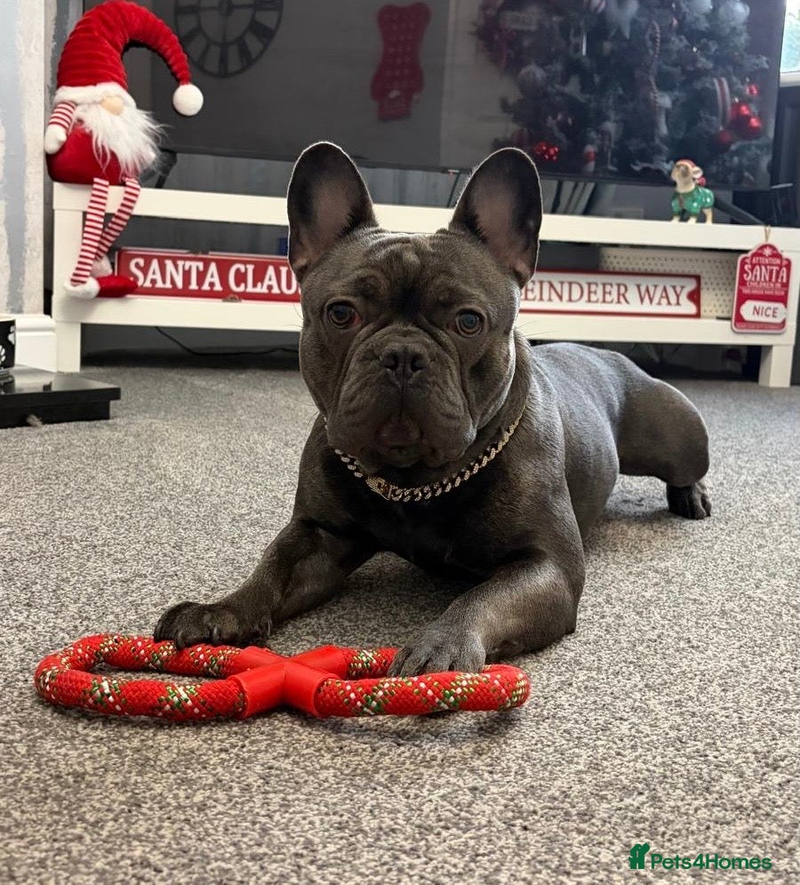 French Bulldog dogs Blue French Bulldog For Stud  - Advert 1