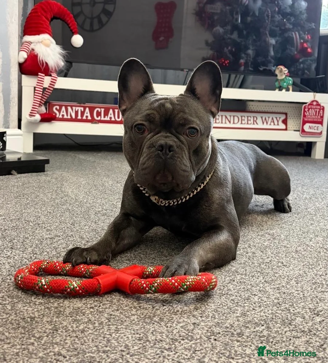 French Bulldog dogs for stud: Blue French Bulldog For Stud  - Advert 1