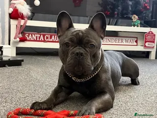 French Bulldog dogs Blue French Bulldog For Stud - Advert 1