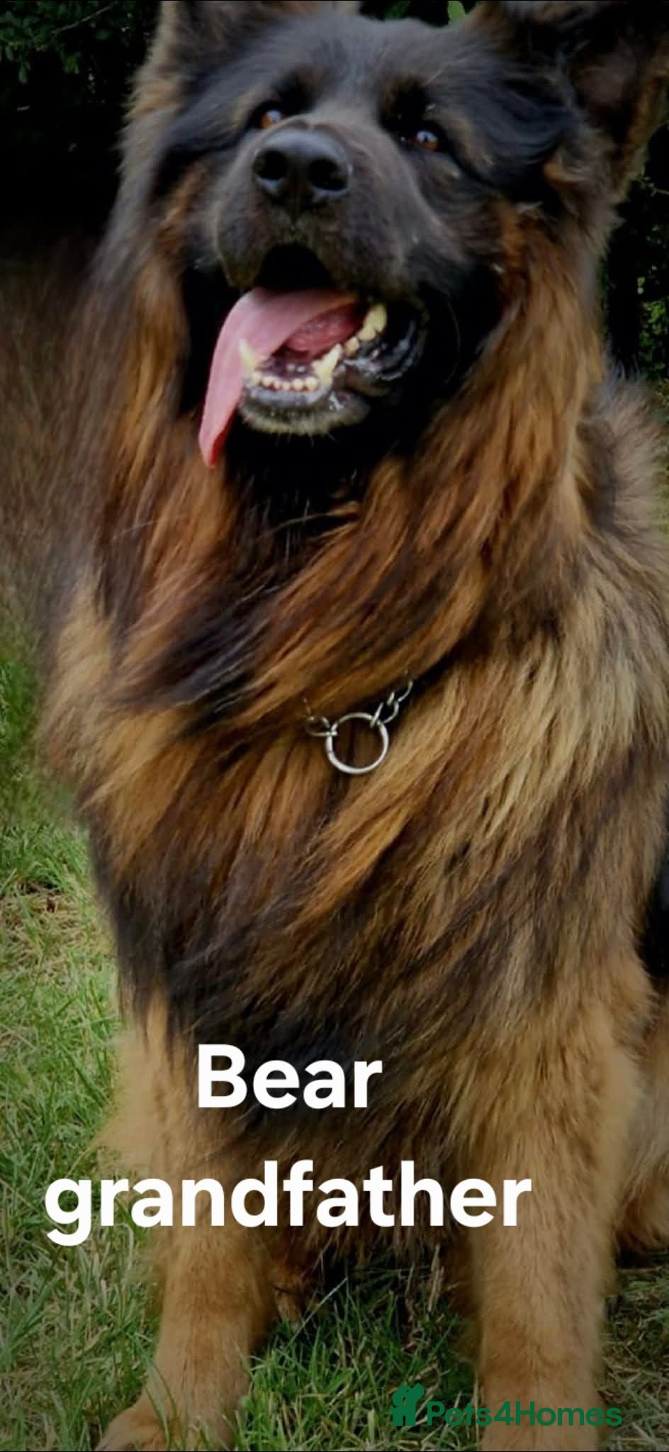 German Shepherd dogs Stunning KC reg long coat German shepherd puppies  - Advert 2