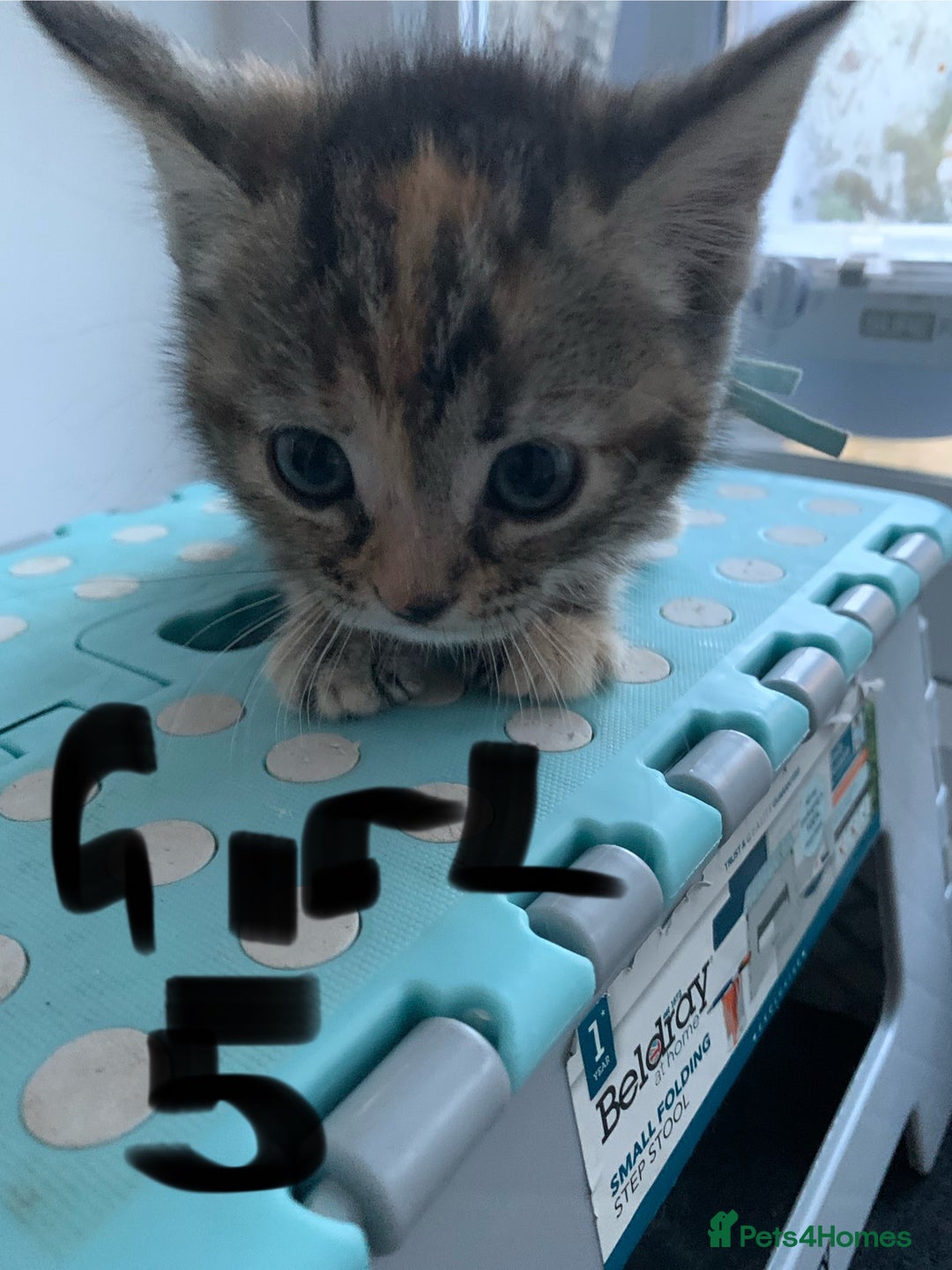 Mixed Breed cats for sale: Himalayan mixed - Image 5