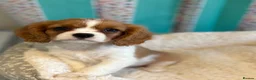 Cavalier King Charles Spaniel dogs for sale: READY TO GO NEW HOMES Kc & health tested puppies - Advert 3