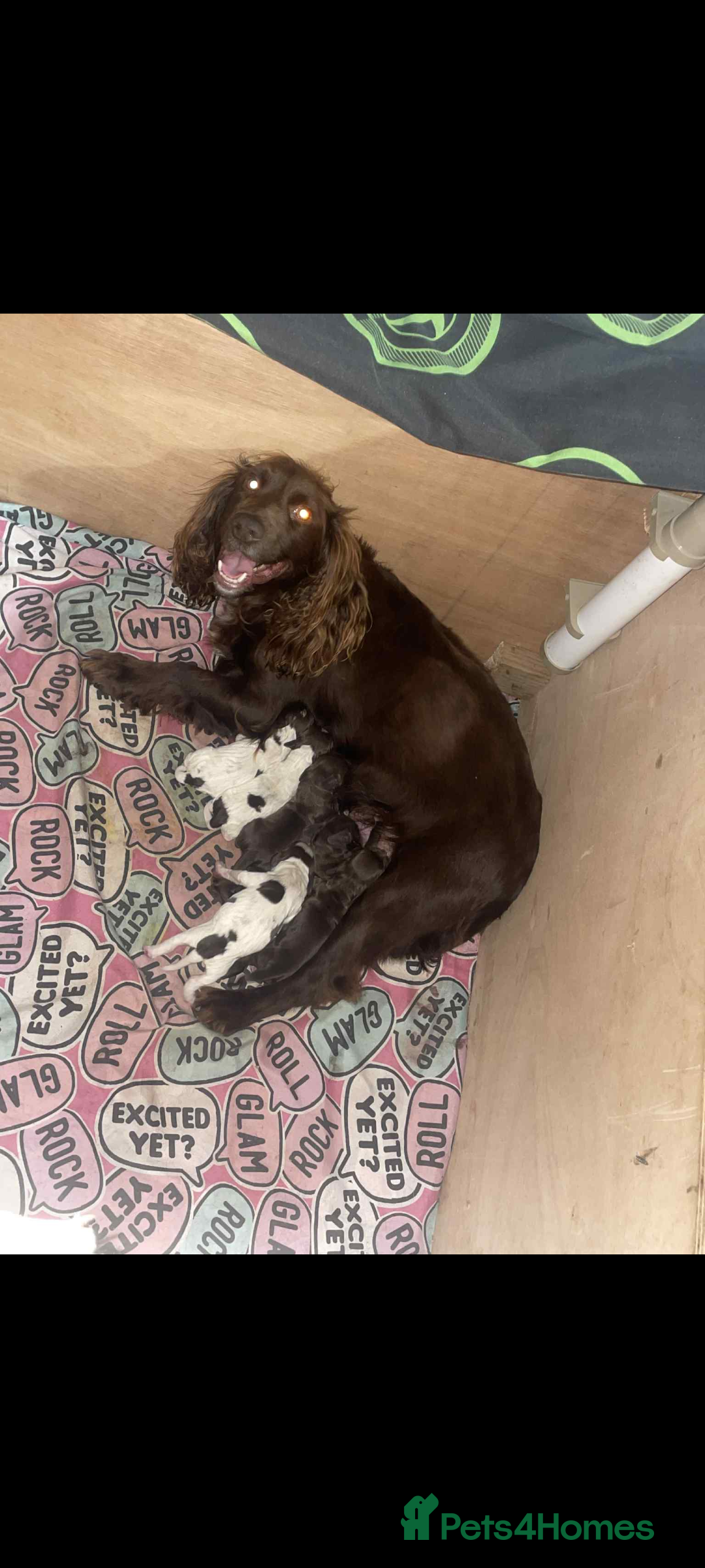 Cocker Spaniel dogs for sale: Cocker spaniel puppies 5 boys available  - Image 8