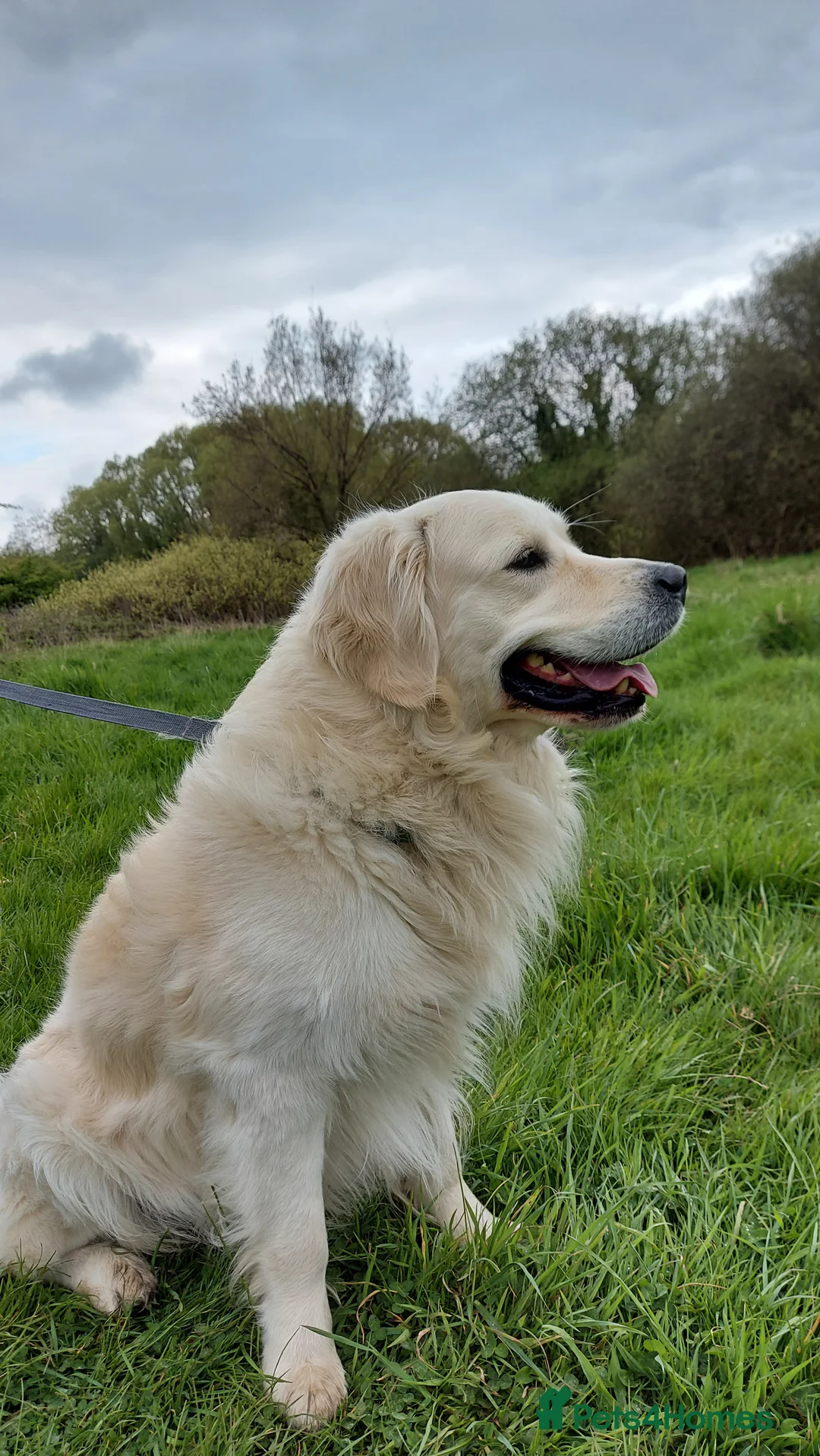 Golden Retriever dogs for stud: Polish Import KC registered Golden Retriever stud in Birmingham - Advert 2