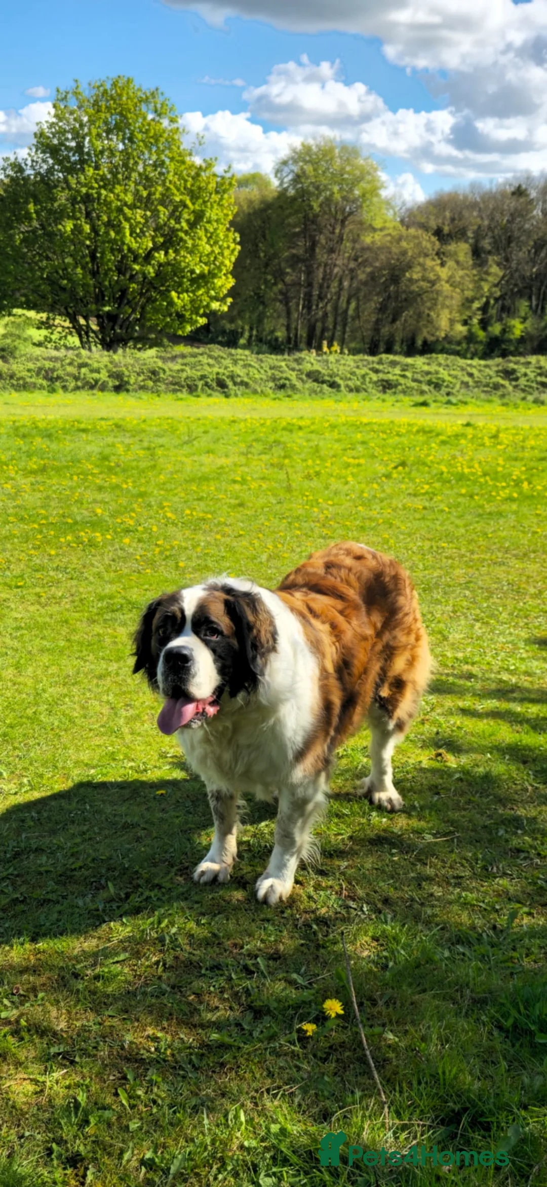 Saint Bernard dogs for sale: Saint Bernard female - 3 years old - Advert 1