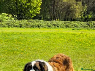 Saint Bernard dogs Saint Bernard female - 3 years old - Advert 6