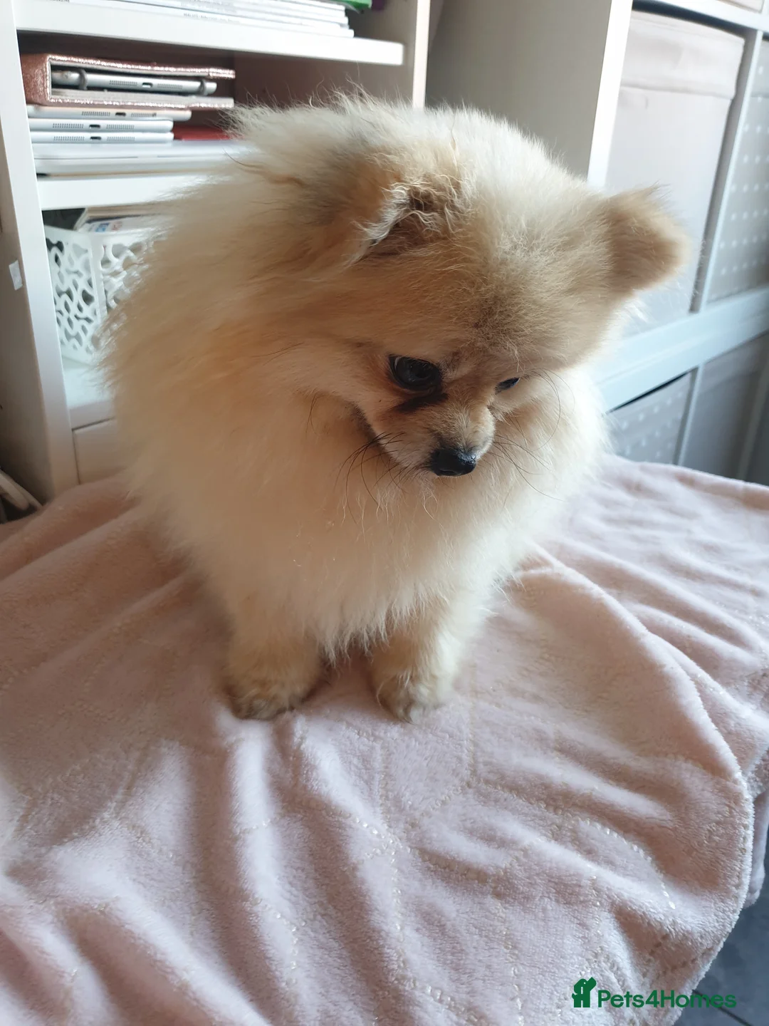 Pomeranian dogs for stud: Rocket Pomeranian stud  in Romford - Advert 26