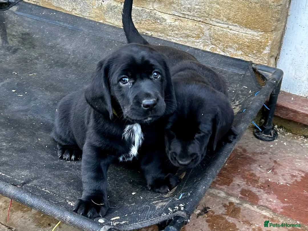 Mixed Breed dogs for sale: Basset x Labrador ( Bassador)  - Advert 8