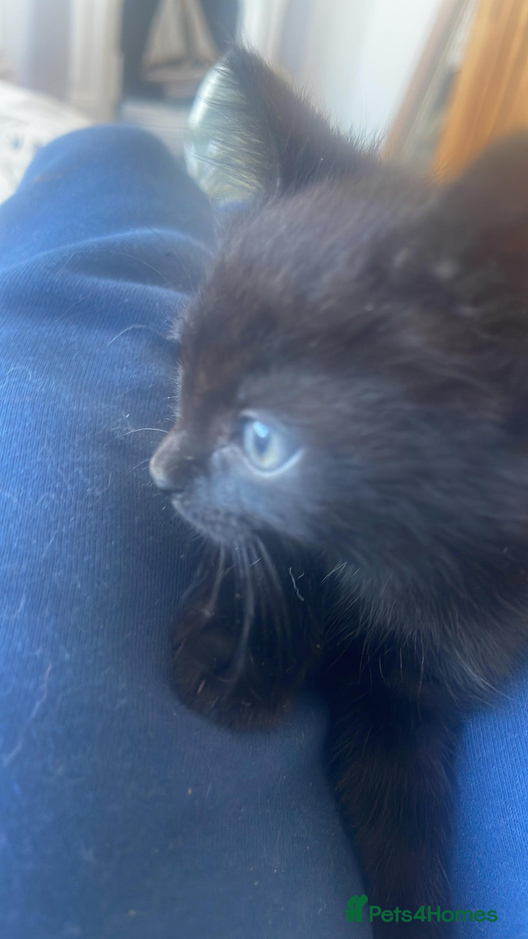 Mixed Breed cats for sale: Two adorable black male kittens - Image 4