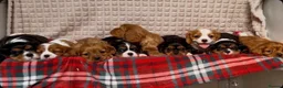 Cavalier King Charles Spaniel dogs for sale: STUNNING CAVALIER KING CHARLES PUPPIES  - Advert 9