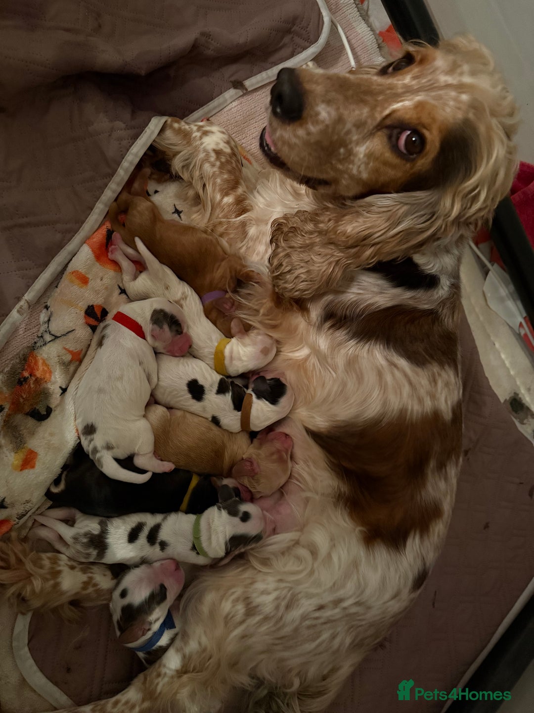 Cocker Spaniel dogs for sale: Stunning Show Cocker Spaniel litter  - Advert 12