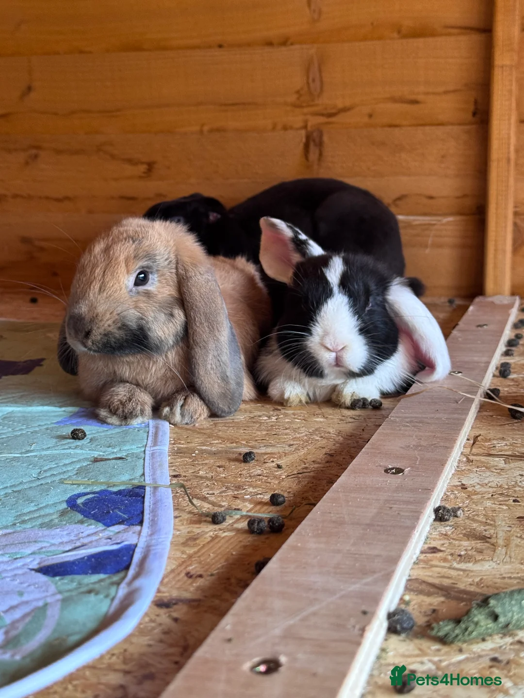 Mini Lop rabbits for sale: Girl Mini lops available  - Advert 4