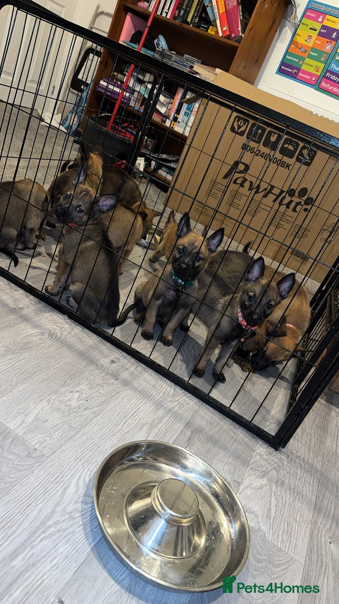 Mixed Breed dogs for sale: 1 x Female German Shepherd x Belgian Malinois Pups - Image 6