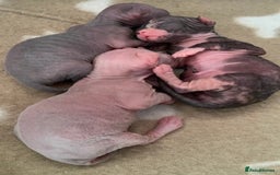 Sphynx cats for sale: 3 adorable Sphynx looking for their forever home  - Image 13