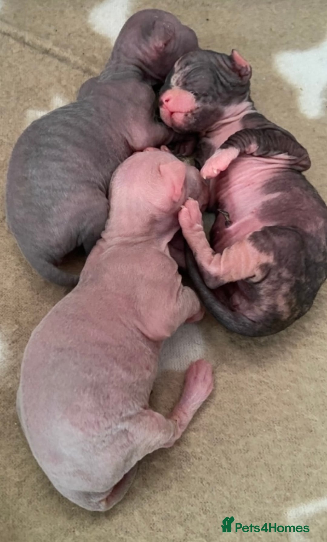 Sphynx cats for sale: 3 adorable Sphynx looking for their forever home  - Image 13