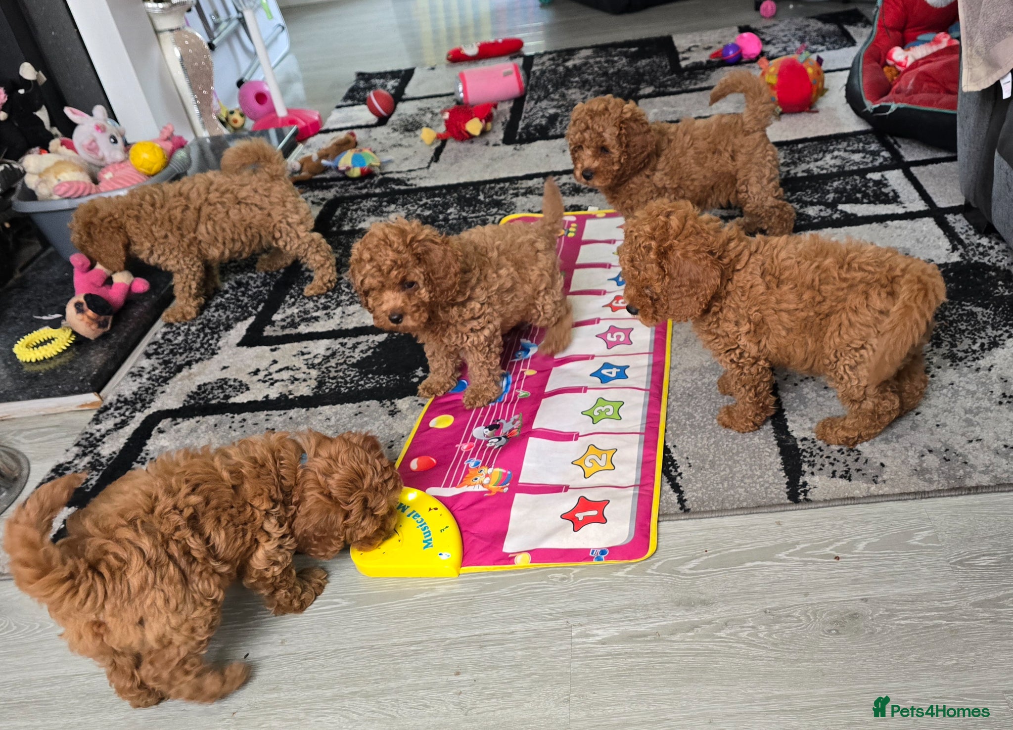 Cavapoo dogs 5 cavapoo pups ready to leave  - Advert 1