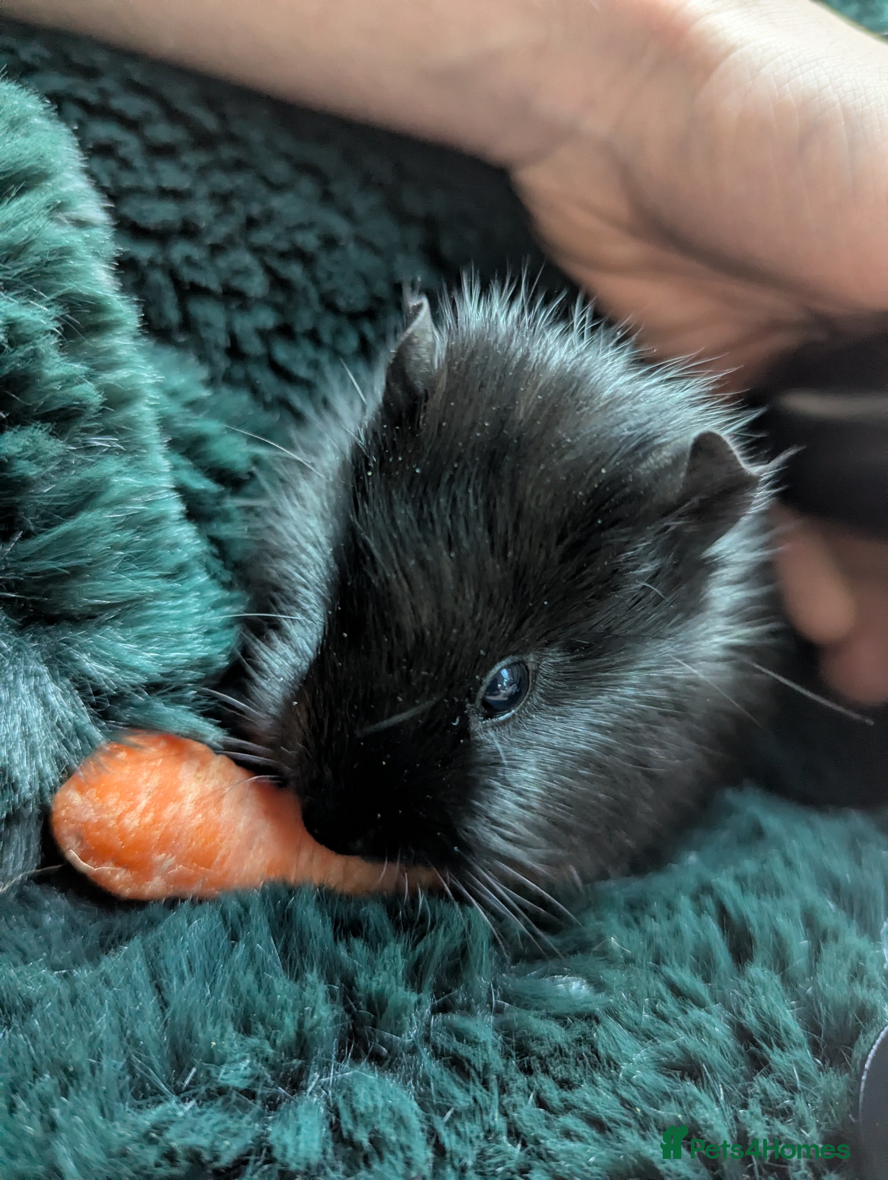 Guinea Pig rodents Black self boar guinea pig boy - Advert 1